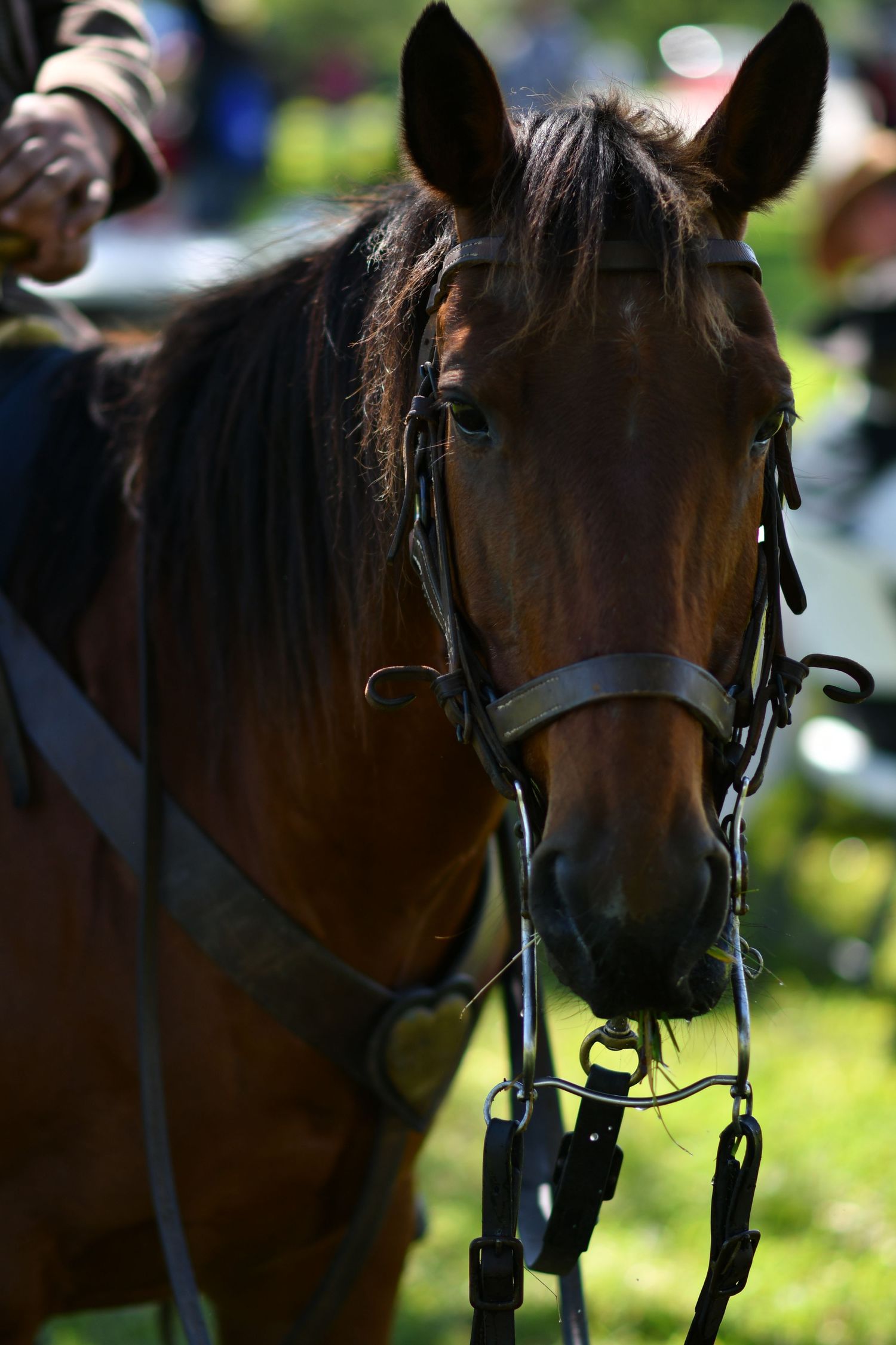 Close-up portrait of a brown horse wearing bridle and halter equipment.