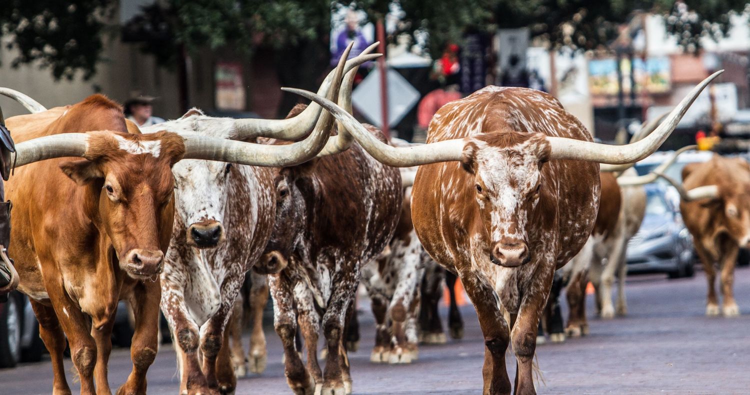 Herd of longhorn cattle with impressive horns walking in urban street parade.