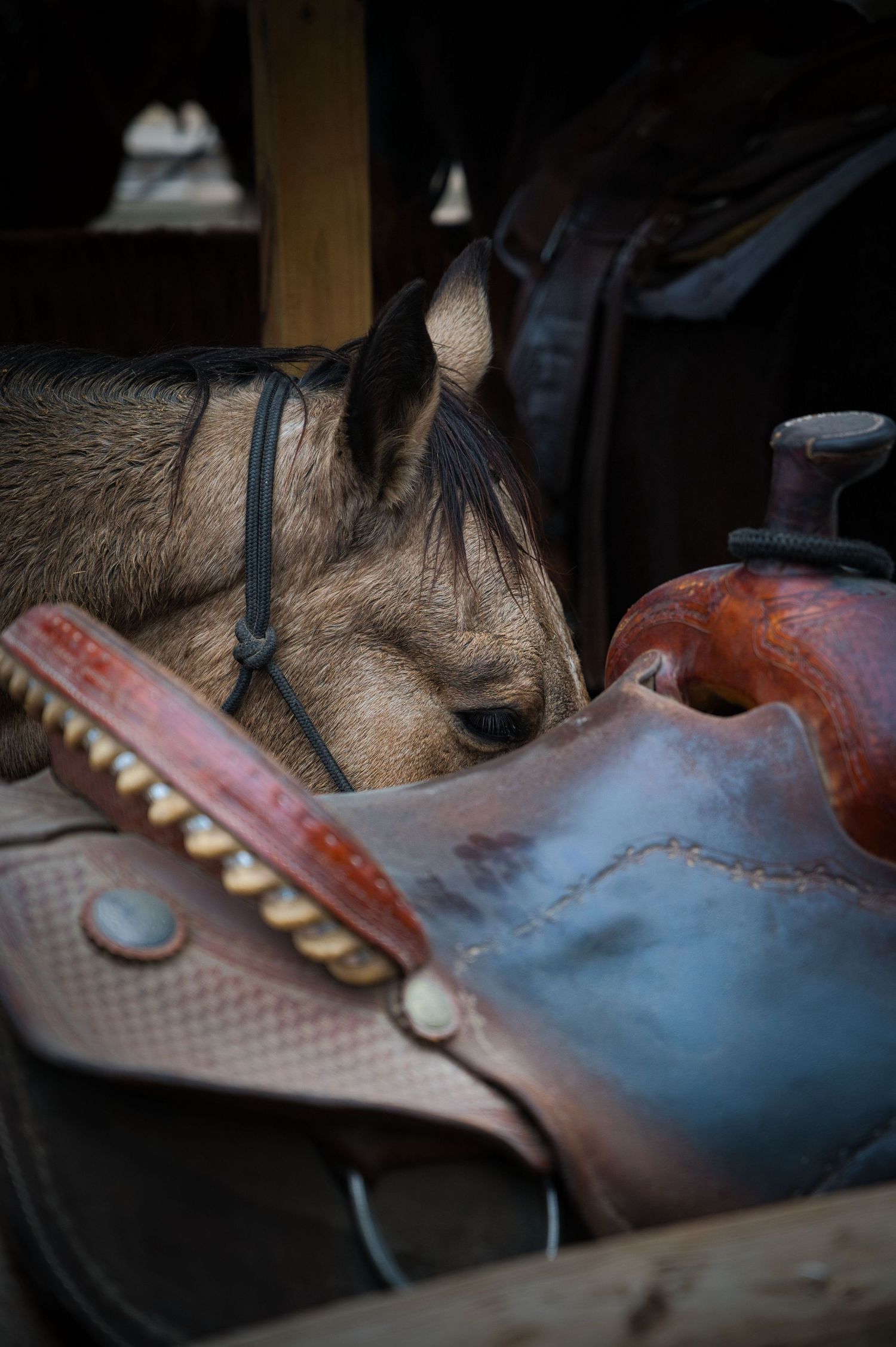 Close-up of a horse's face resting against a leather saddle.