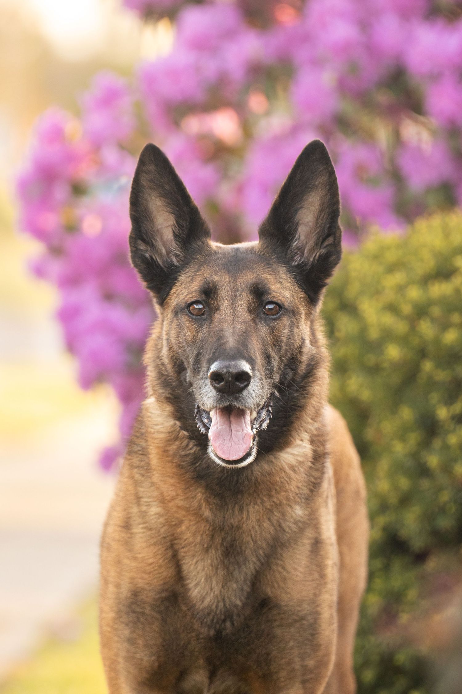 A Belgian Malinois dog sits alertly in front of blooming purple flowers with a happy expression.