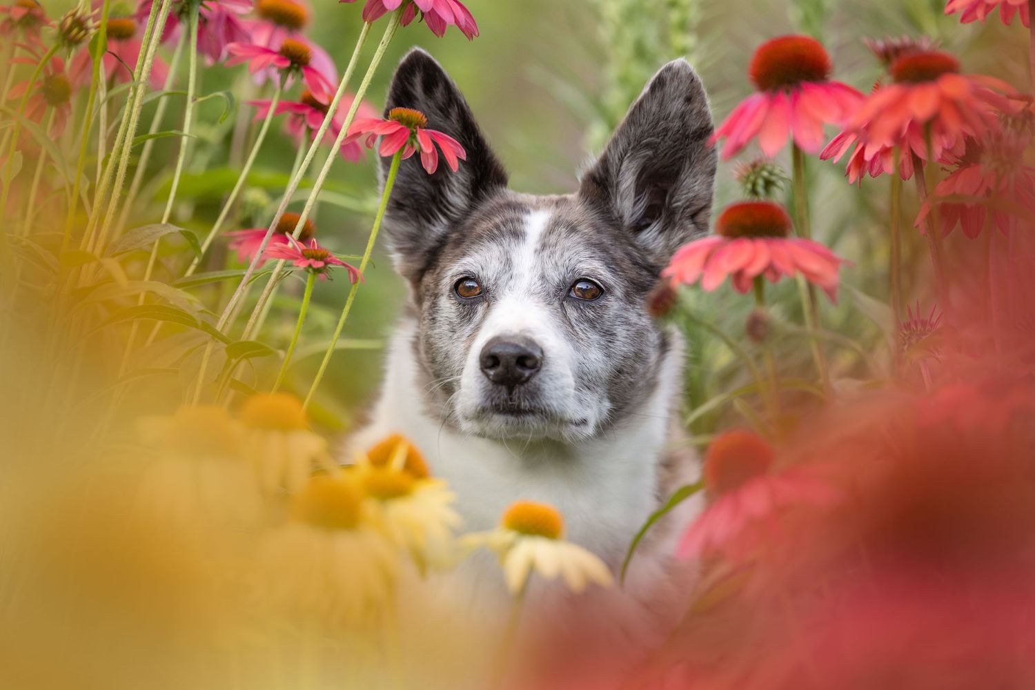 A gray and white dog peers through vibrant pink and yellow coneflowers in a lush garden setting.