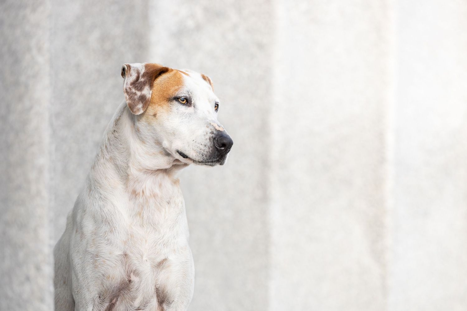 A white and brown mixed-breed dog sits attentively against a light gray concrete wall background.