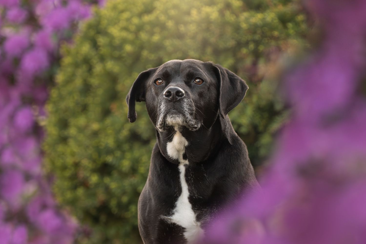 Black Labrador retriever dog poses in front of vibrant purple flowers in a garden setting.