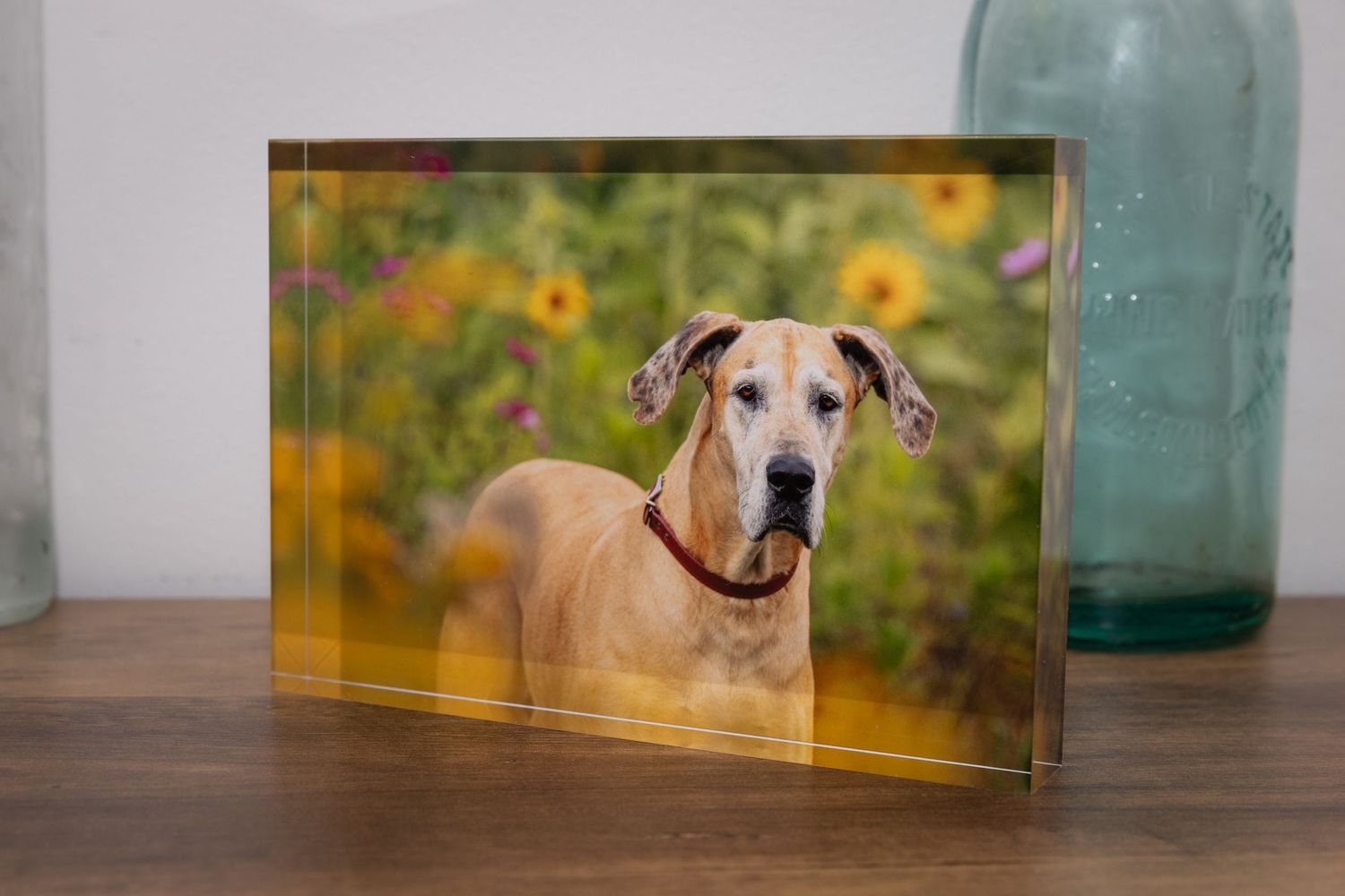 A yellow Labrador dog sits outdoors with sunflowers and blurred teal glass bottles in the background.