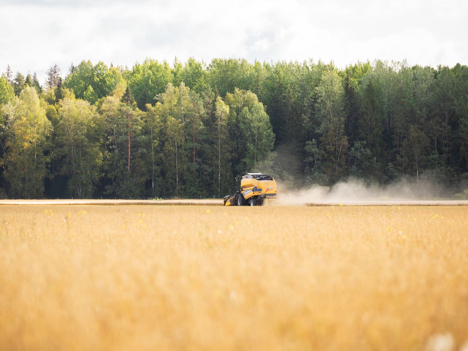 Peltomaisema Urho Kekkosen Hiivaniemen pellolla, Lappeenrannassa
