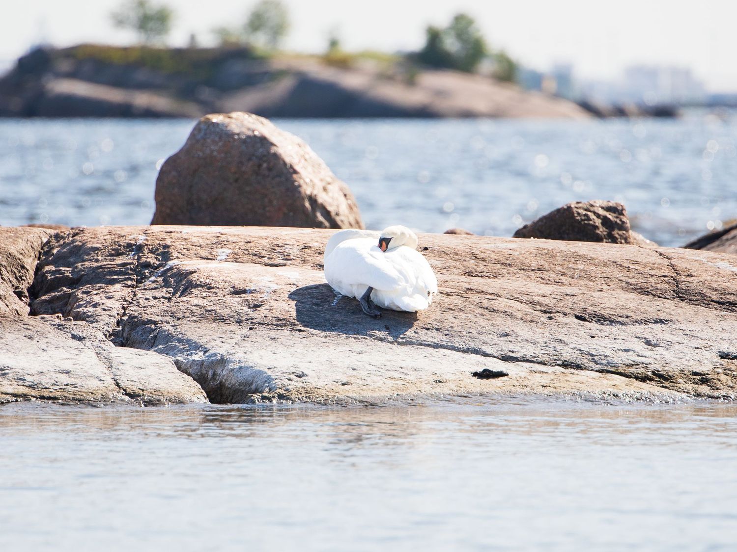 Joutsen nukkuu kalliolla, taustalla vettä