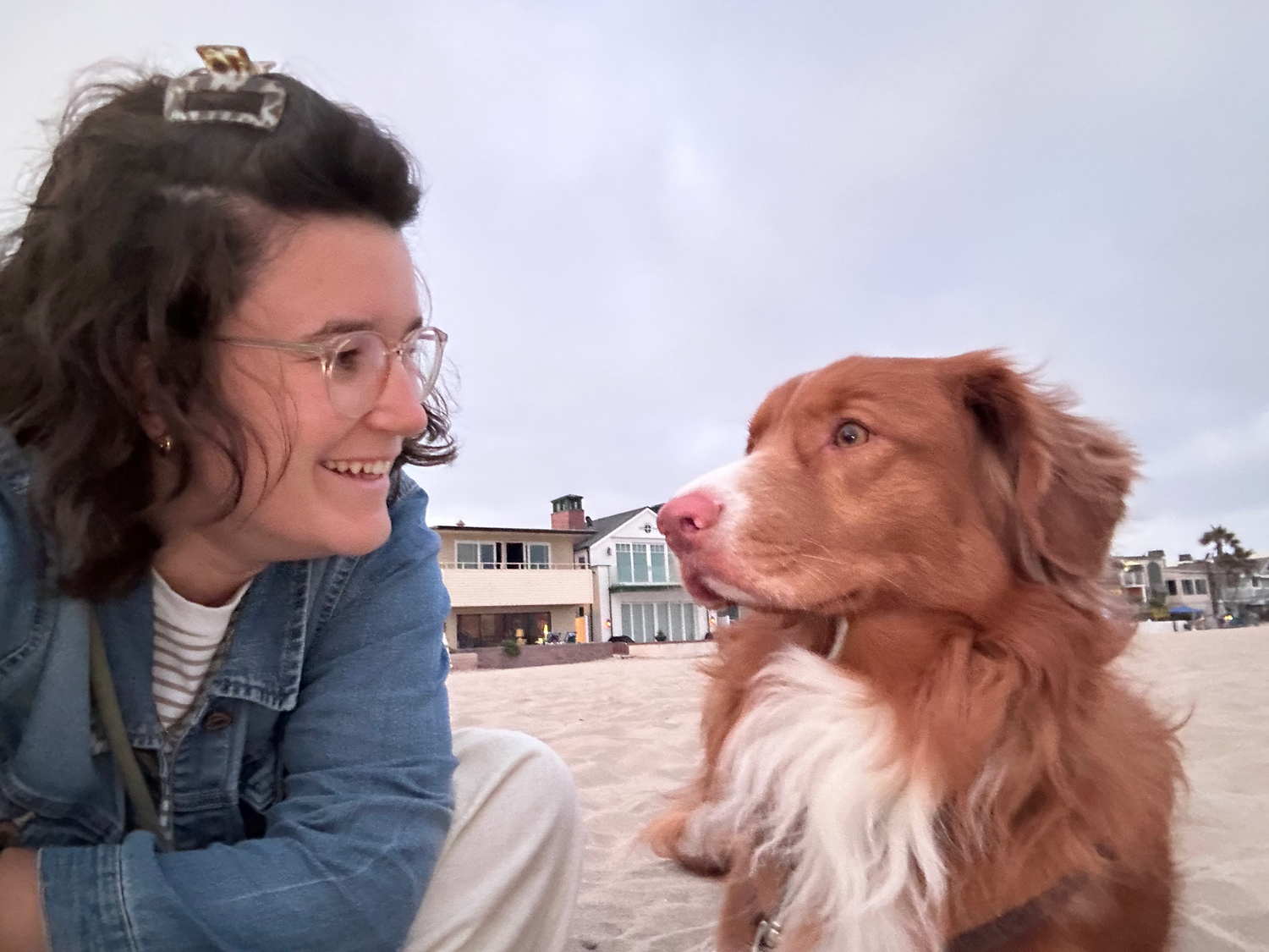 A playful brown and white dog kisses its owner on a sandy beach near ocean-front homes.