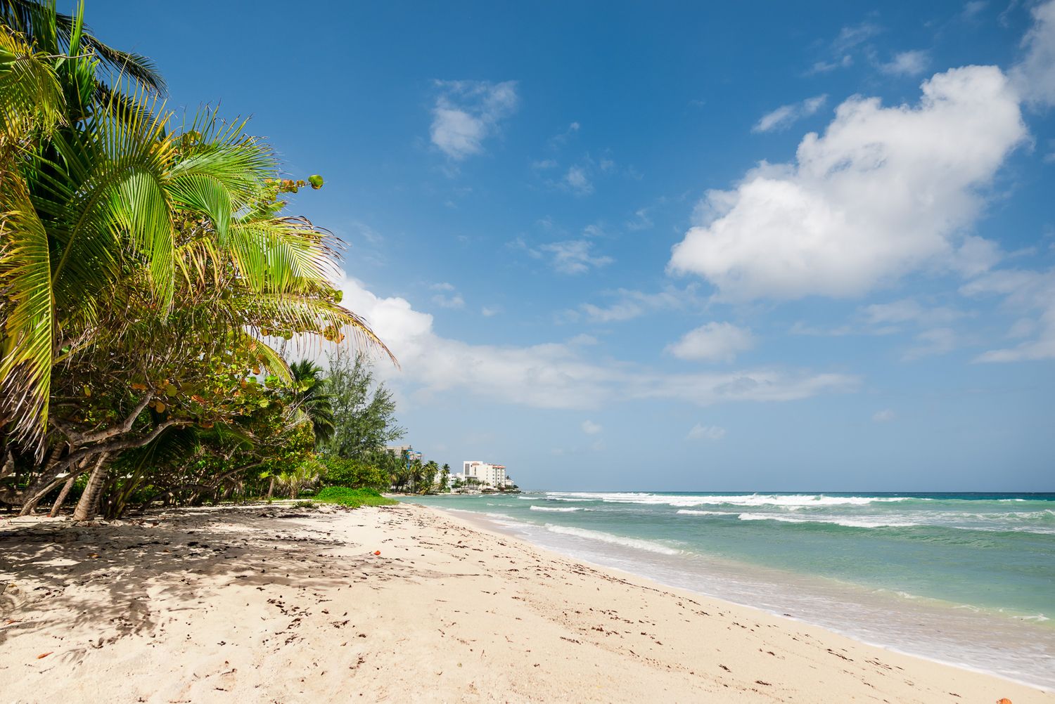Beautiful Barbados beach panorama with pristine white sand, swaying palm trees, and turquoise ocean waters under blue skies.