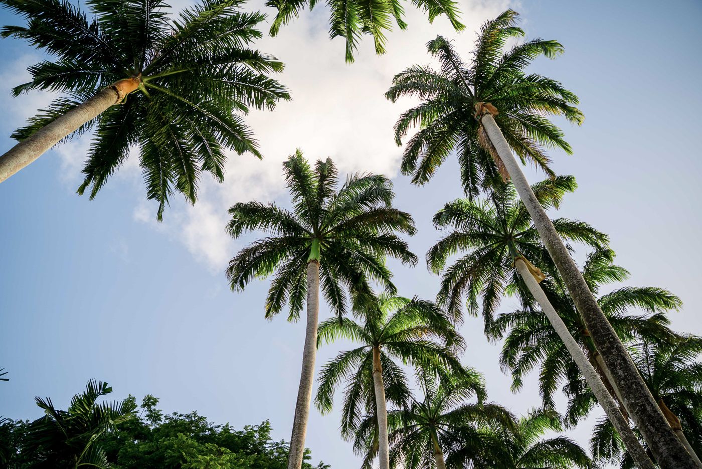 Tall palm trees reaching towards blue sky with sunlight filtering through fronds.