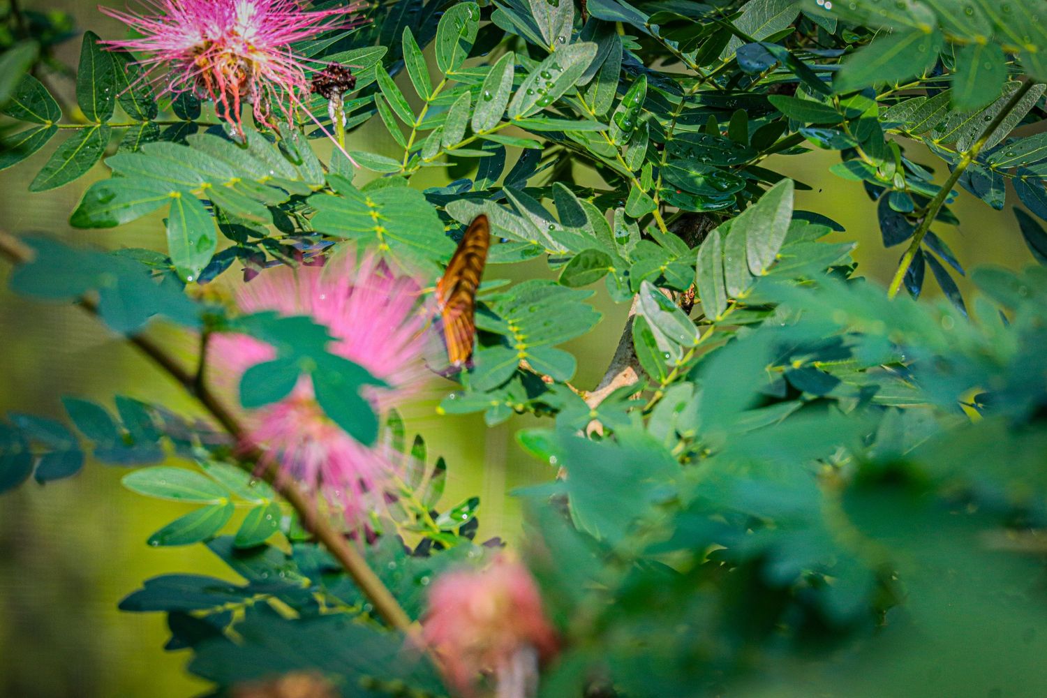 nature