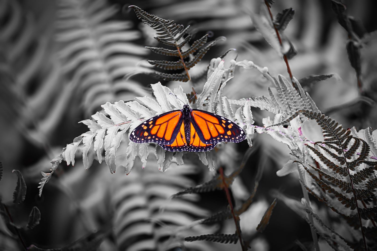 nature