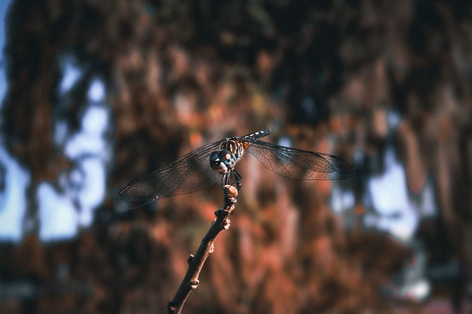 nature