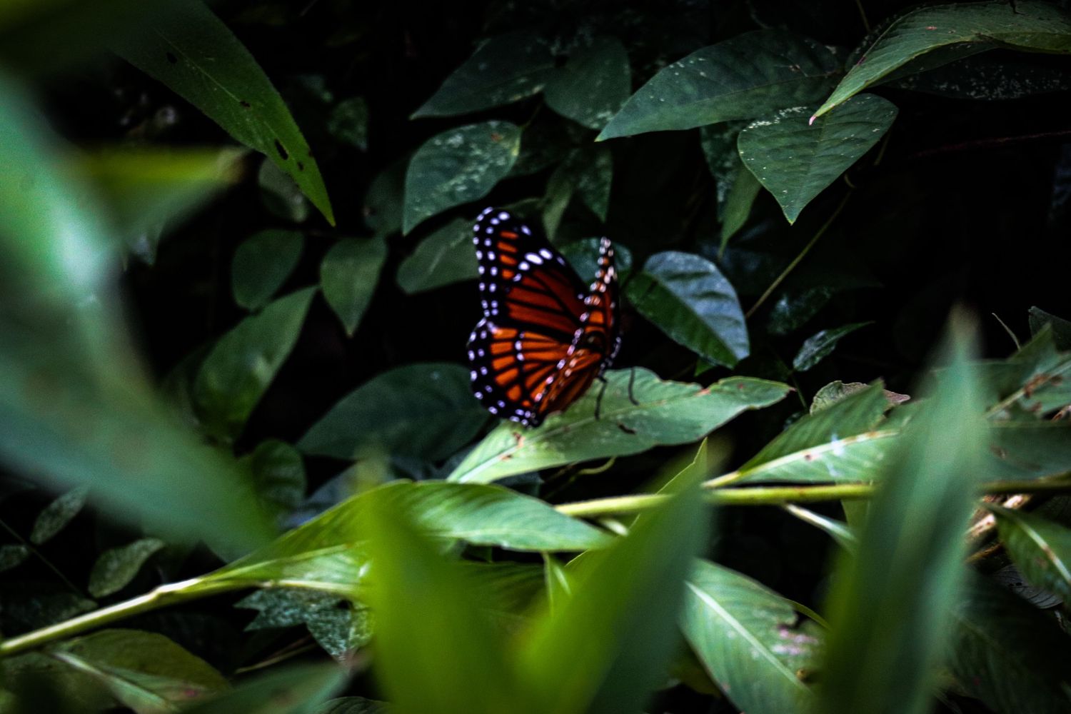 nature