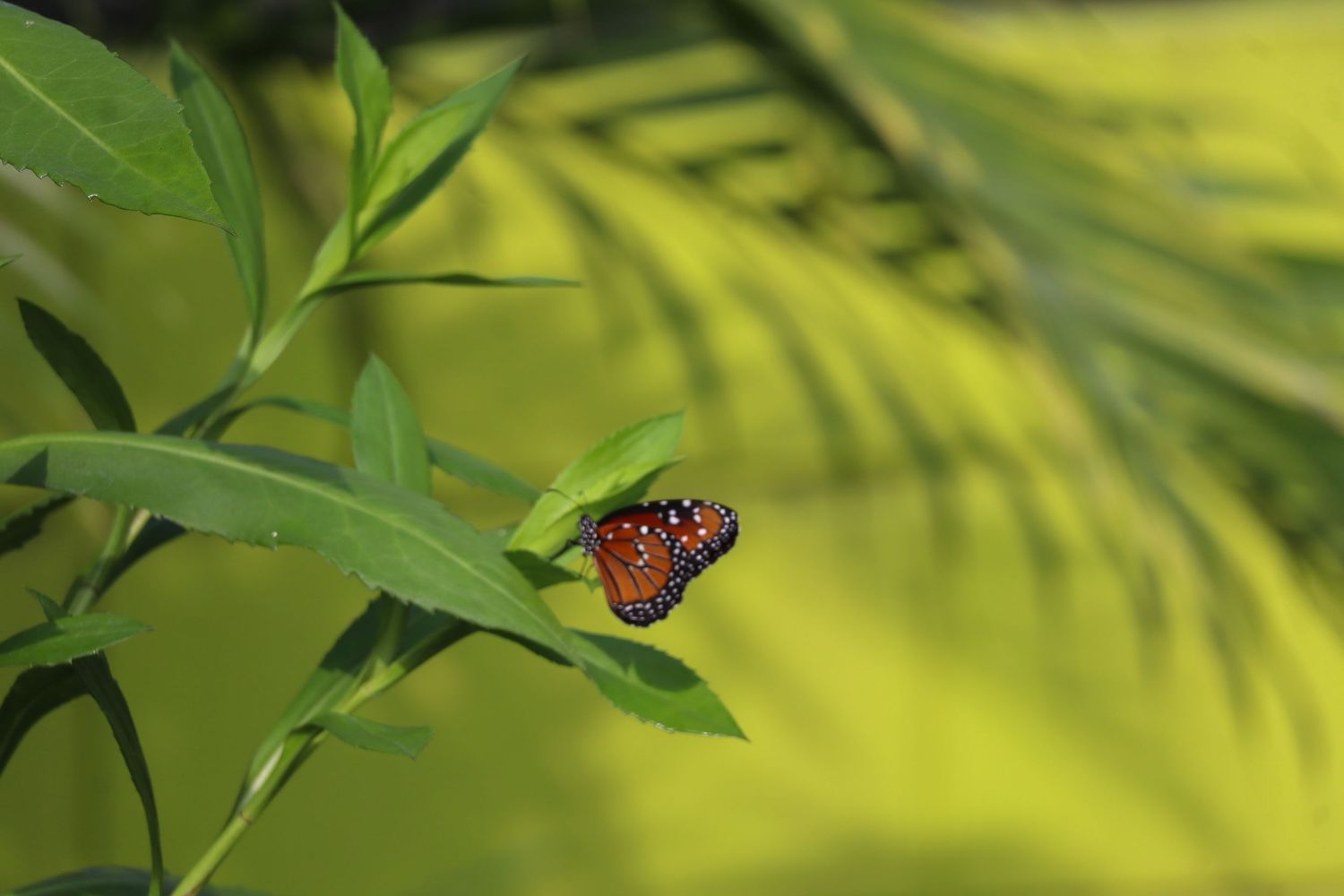 nature