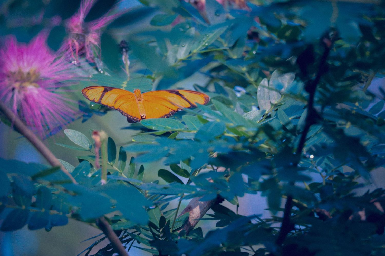 nature