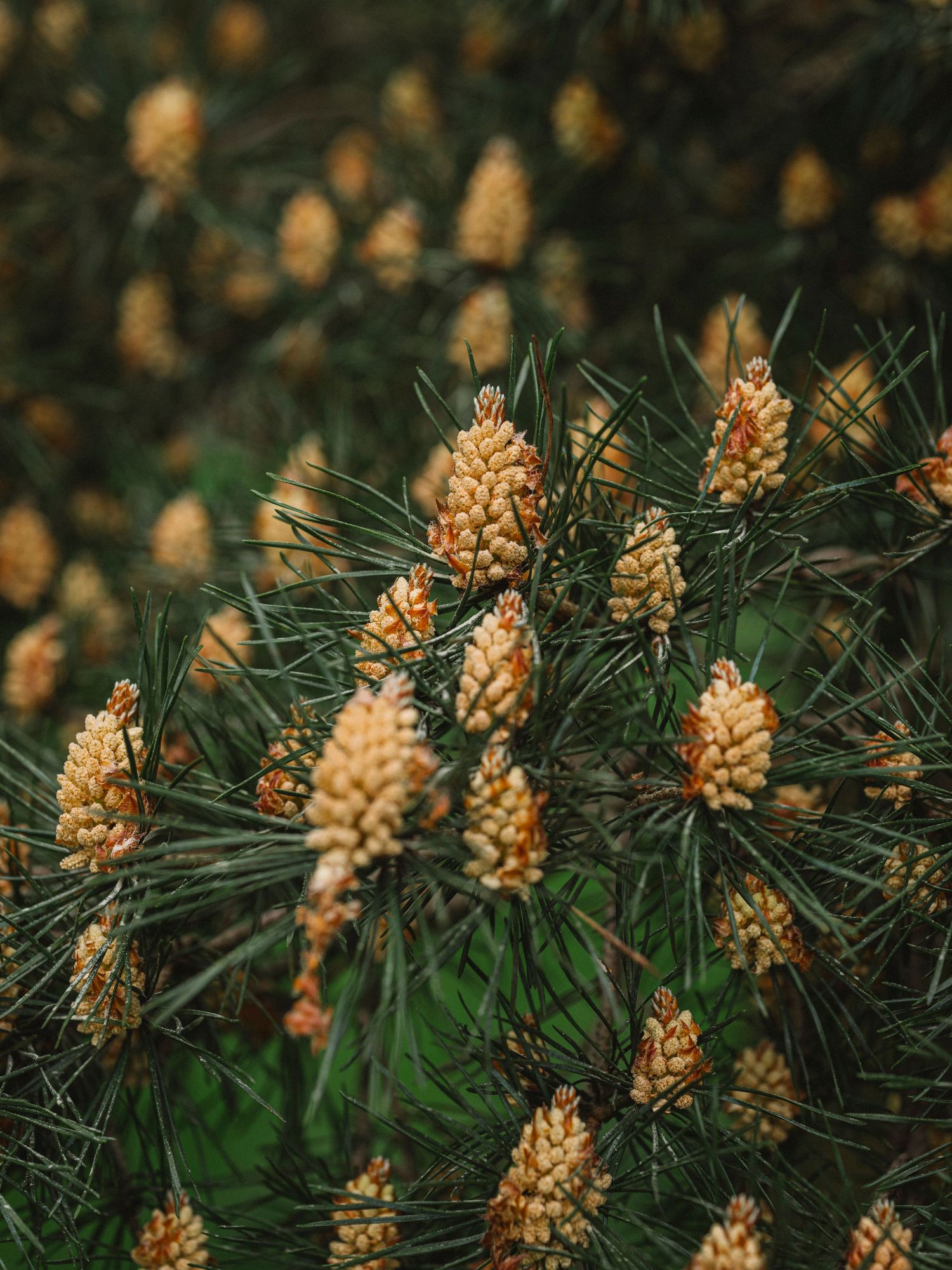 natural outdoor wedding styling captured simply