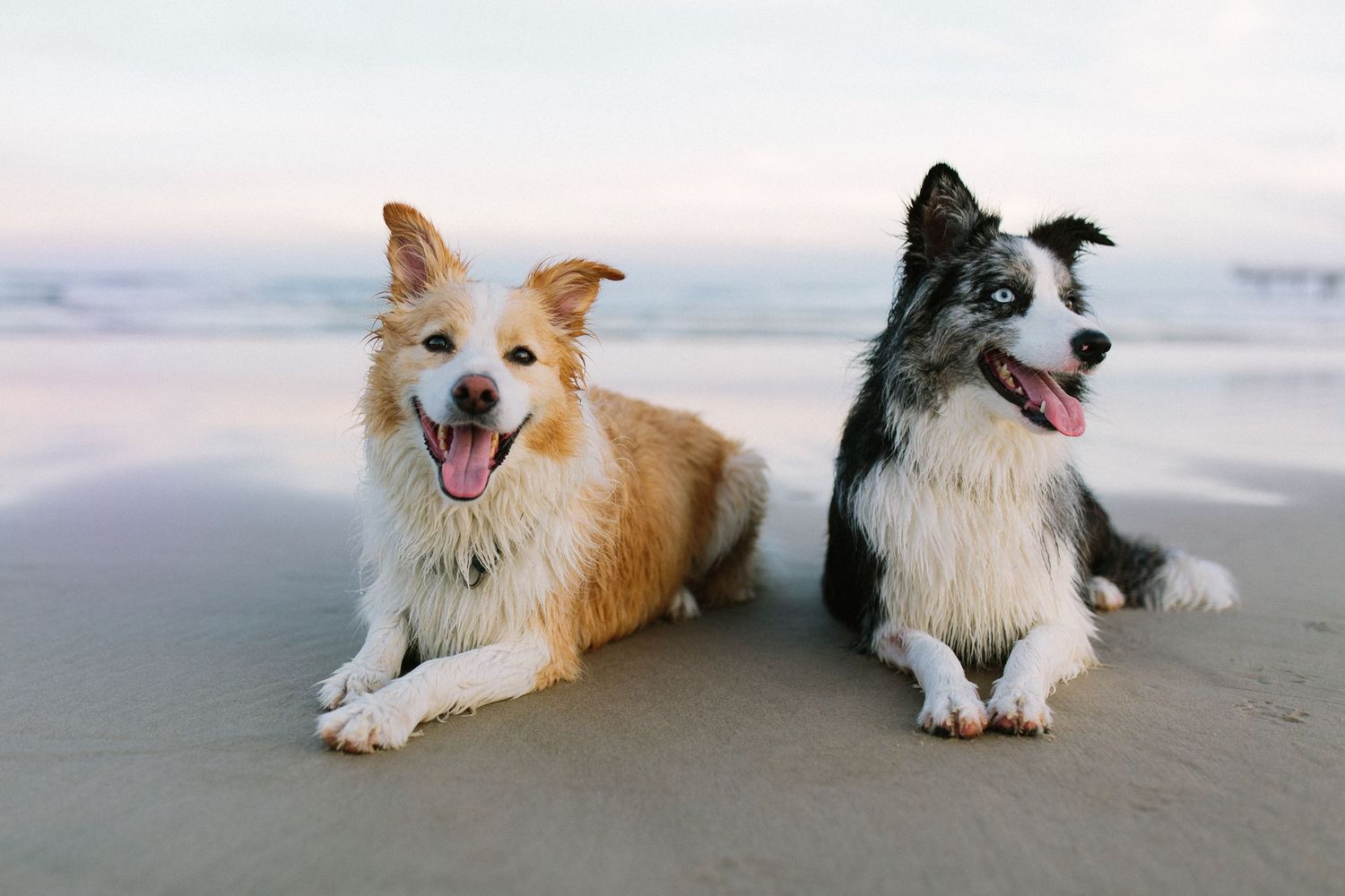 Two happy dogs lying together on a sandy beach at sunset.
