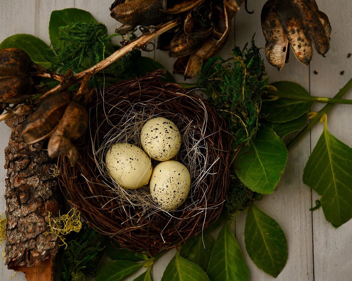 Bird's nest with speckled eggs surrounded by autumn leaves and bark on white surface.