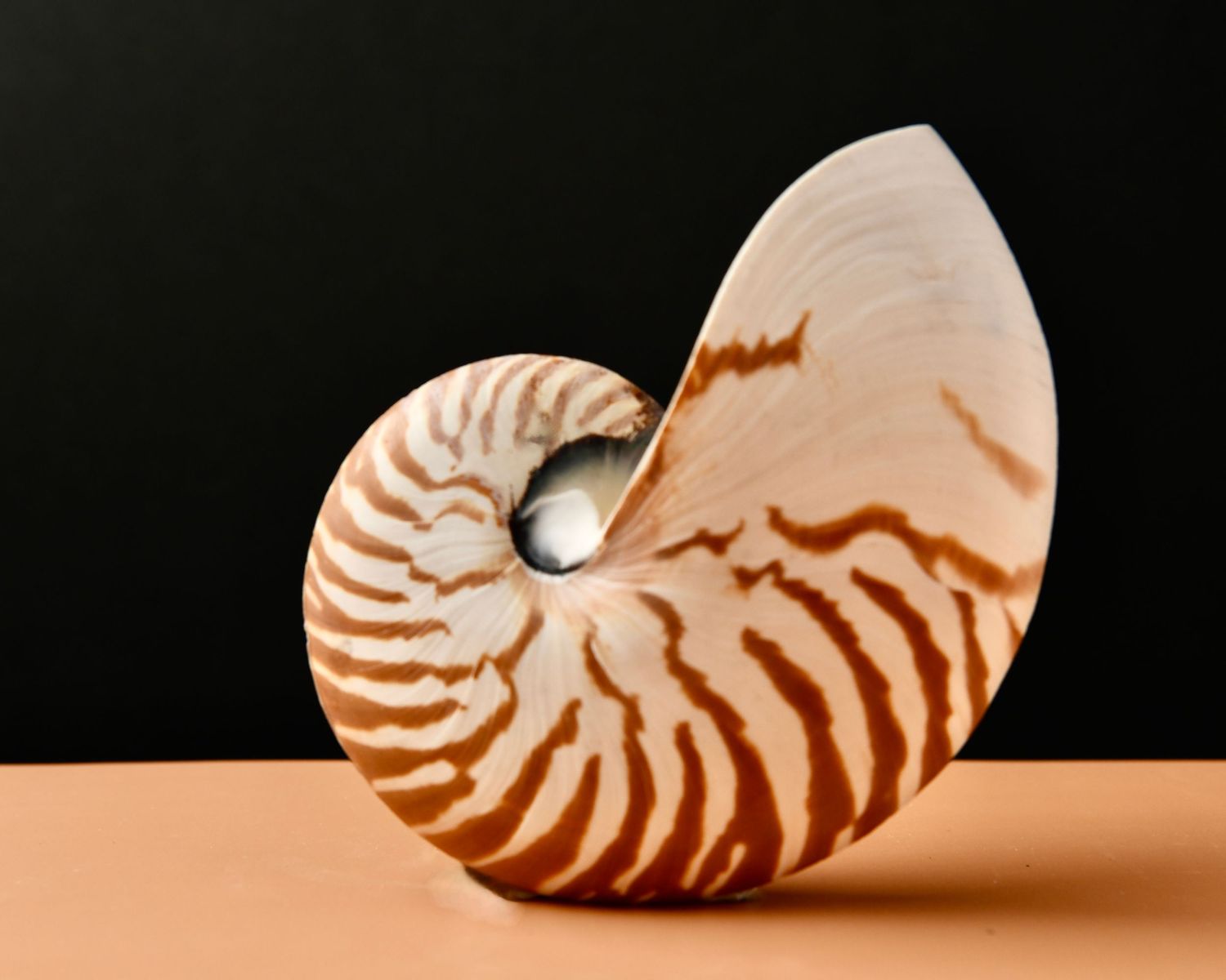 Nautilus shell progression showing spiral pattern on peach background.