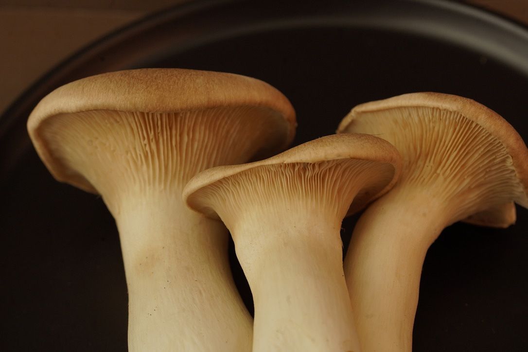 Fresh oyster mushrooms with large cream-colored caps displayed in a row.
