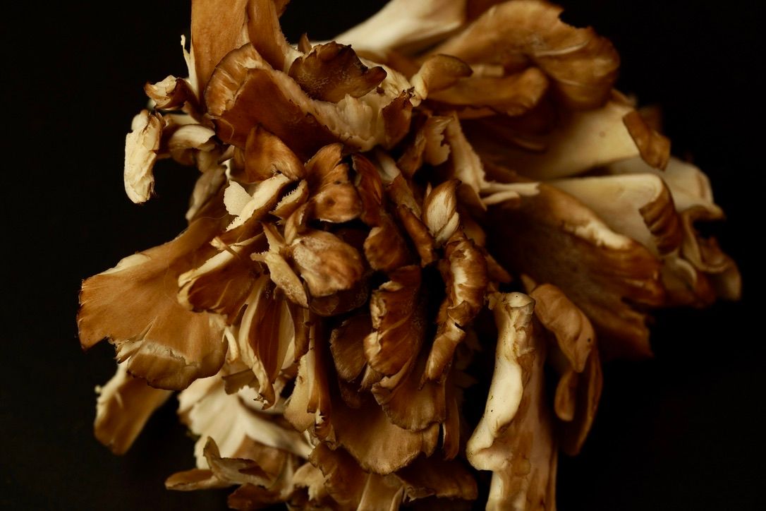 Maitake mushroom against a dark background.