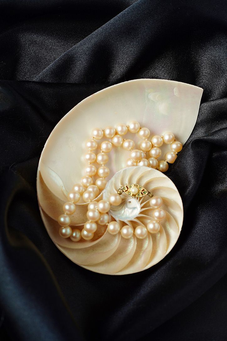 Pearl necklace elegantly arranged in a white nautilus shell on black silk fabric.