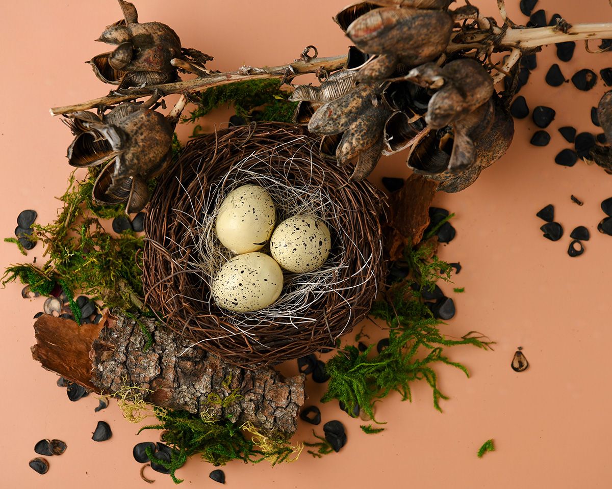 Bird's nest with speckled eggs displayed on a peach-colored background in progressive stages.