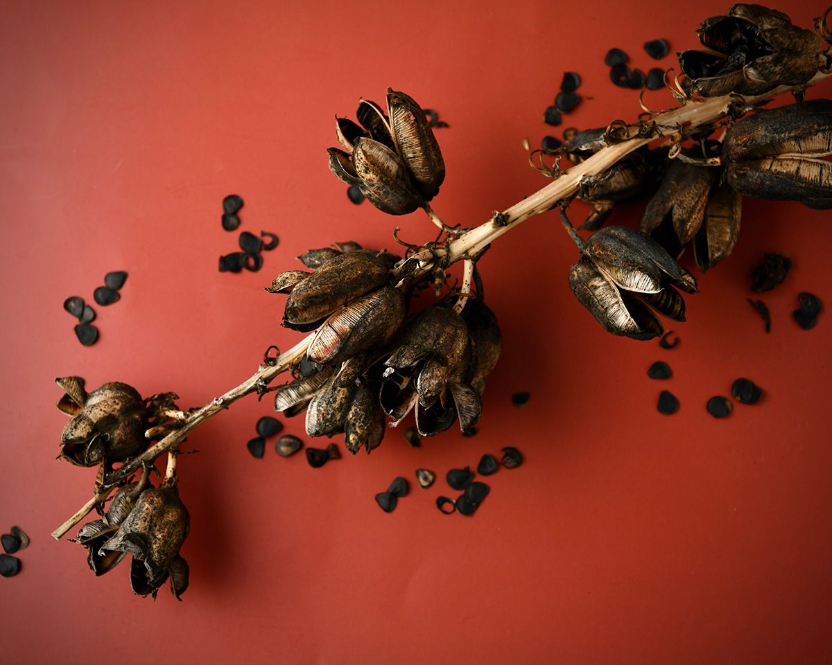 Dried brown yucca branch with scattered seeds on red background.