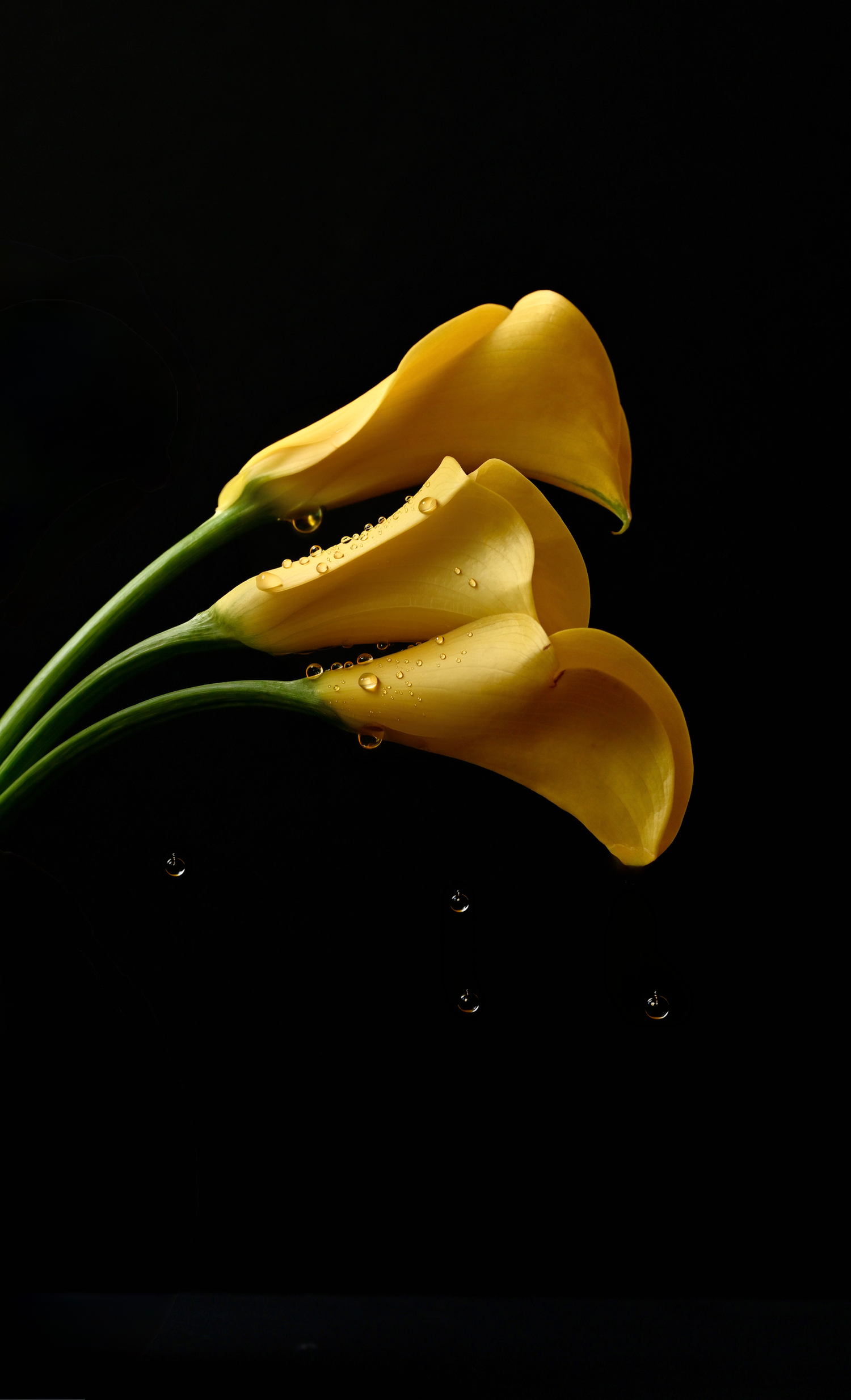 Three yellow calla lilies with water droplets on dark black background, elegant floral photography.