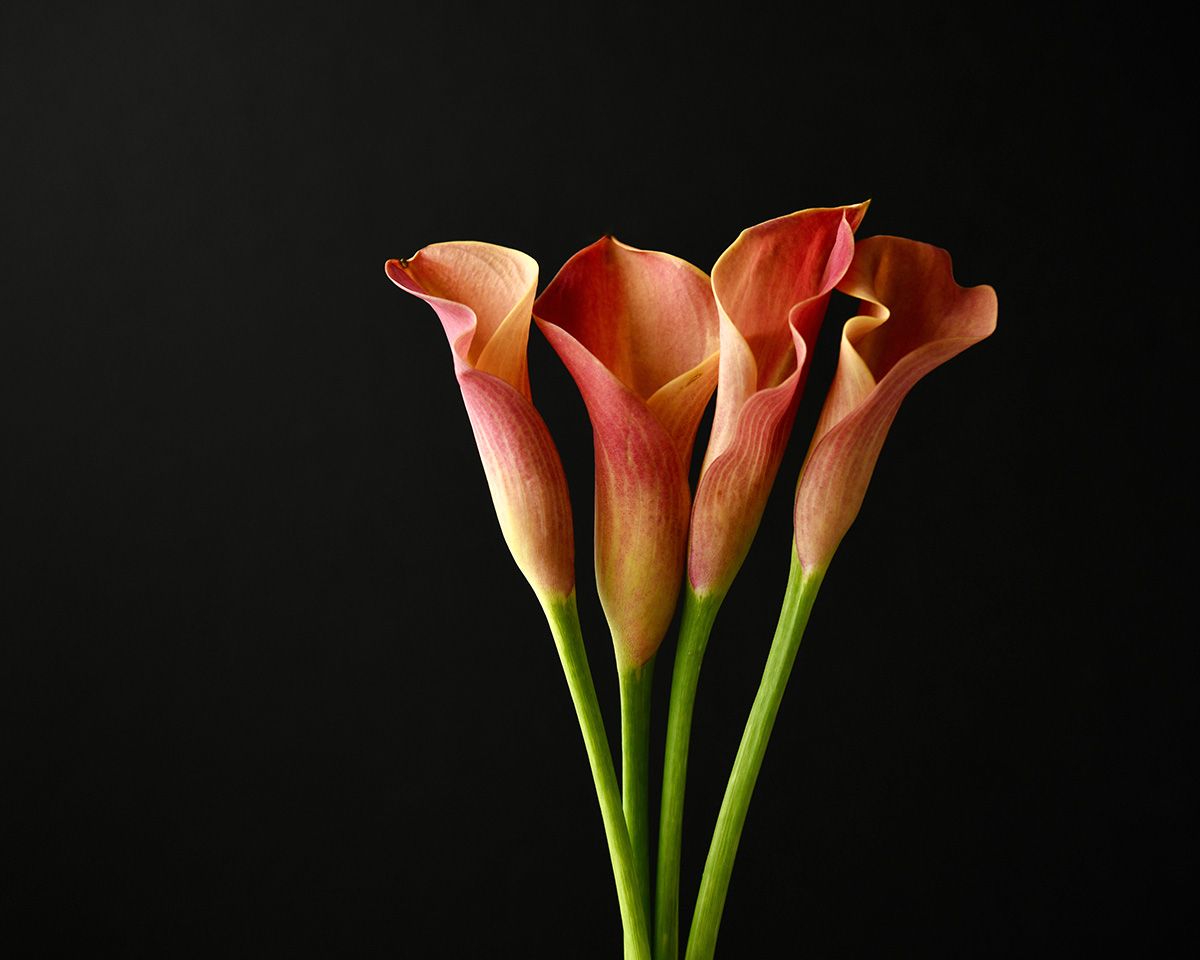 Orange calla lilies arranged against black background with dramatic lighting.