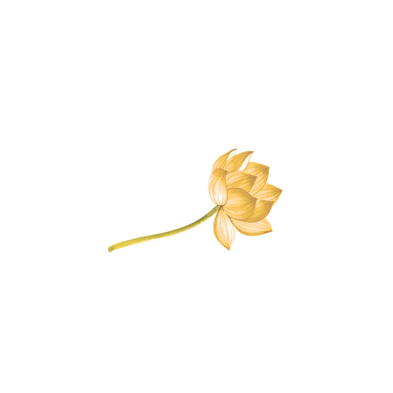 Golden Lotus Flower.