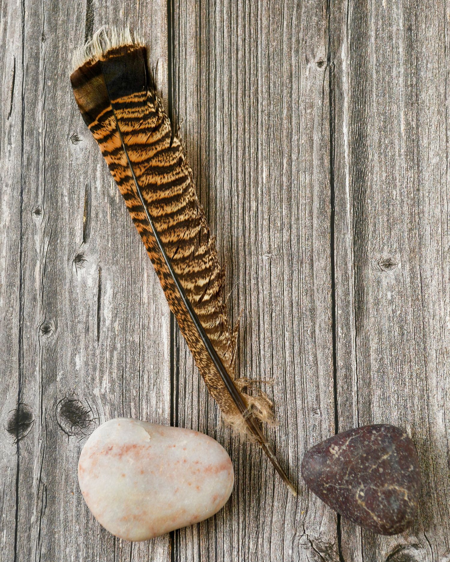 Rustic wooden fence background with natural stones and feathers creating an earthy composition.