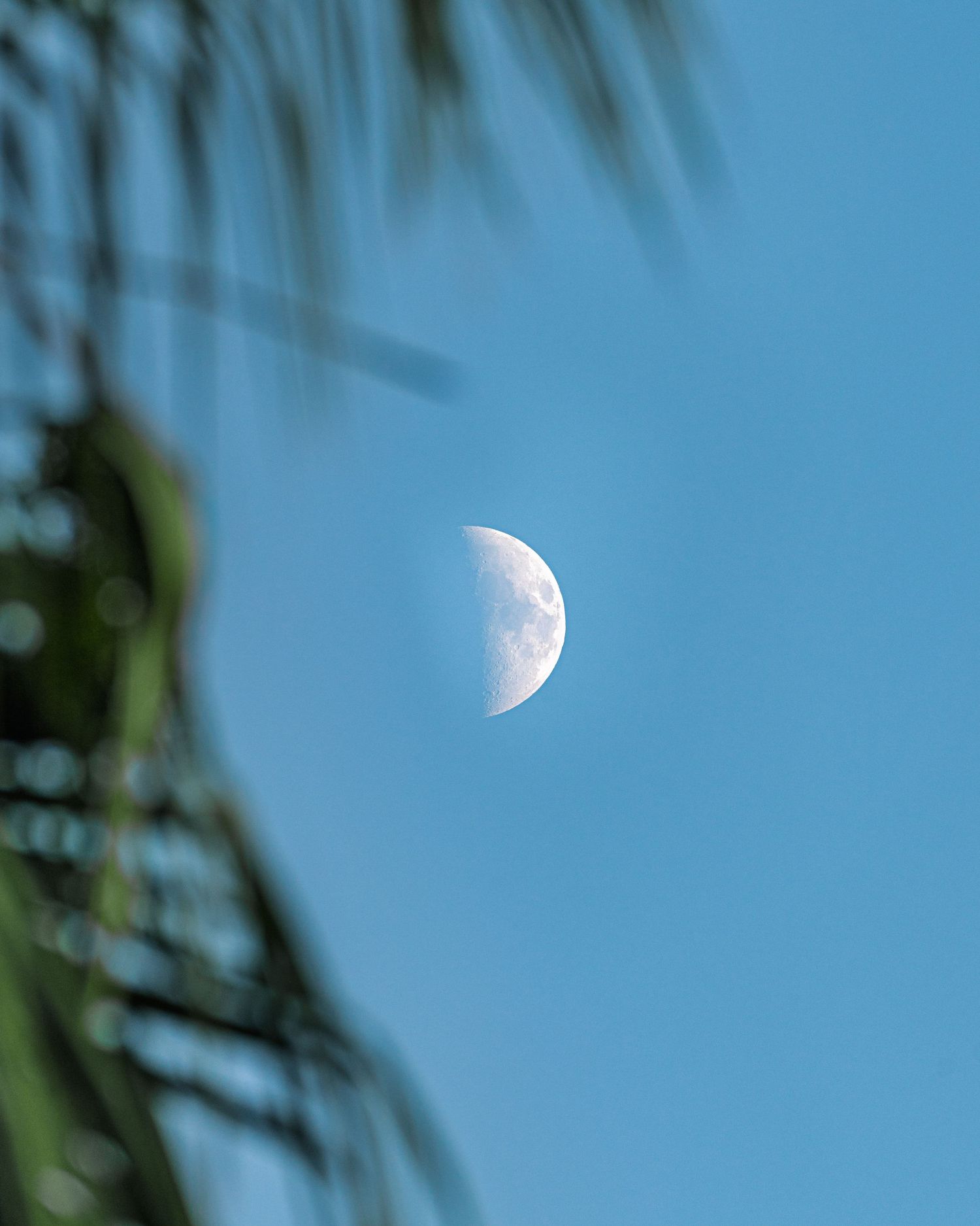 Waxing crescent moon visible in bright blue daytime sky with palm fronds in foreground.