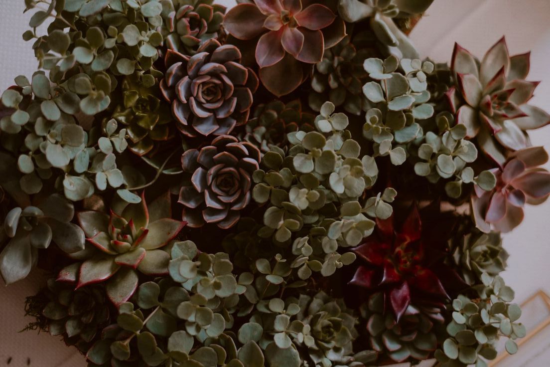 Succulents