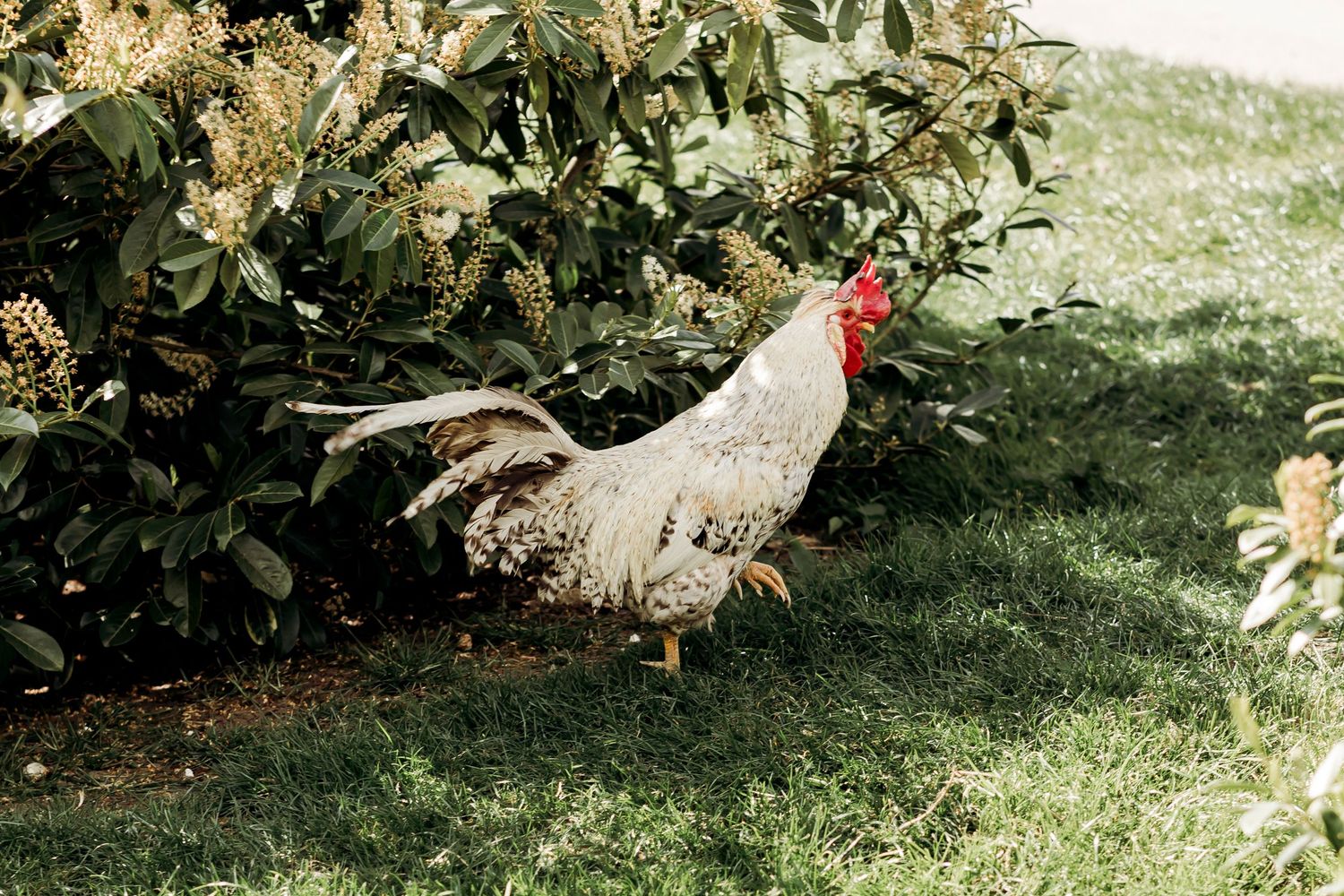 A speckled rooster standing on green grass beside lush garden shrubs in natural outdoor setting.