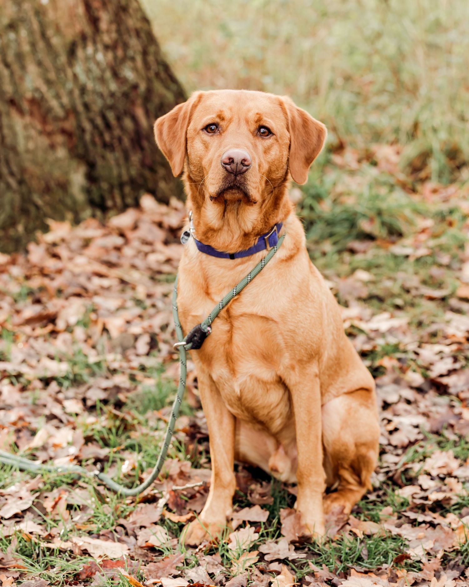 A golden Labrador Retriever sits obediently on autumn leaves wearing a blue collar and green leash near a tree.