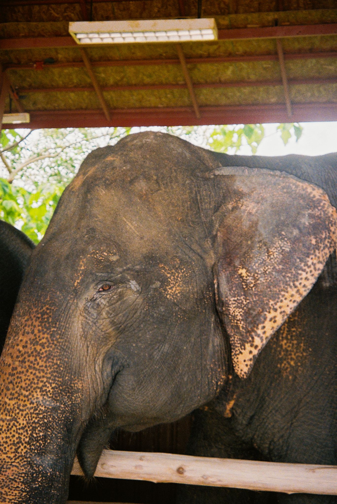 Close-up profile view of an Asian elephant's head showing distinctive spotted patterns on its skin.