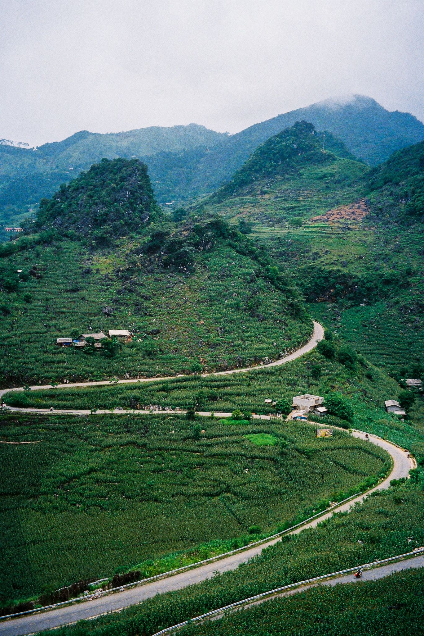 A winding mountain road curves through lush green tea plantations with misty hills in the background.