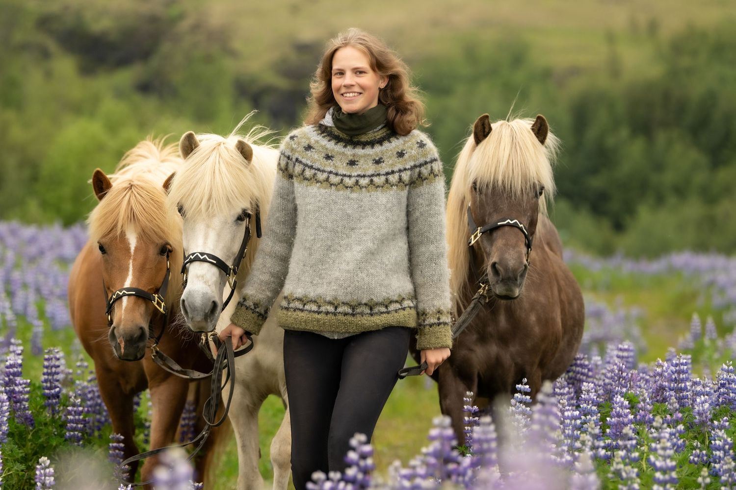 Smiling woman in gray sweater walking with three Icelandic horses through a purple lupine field.