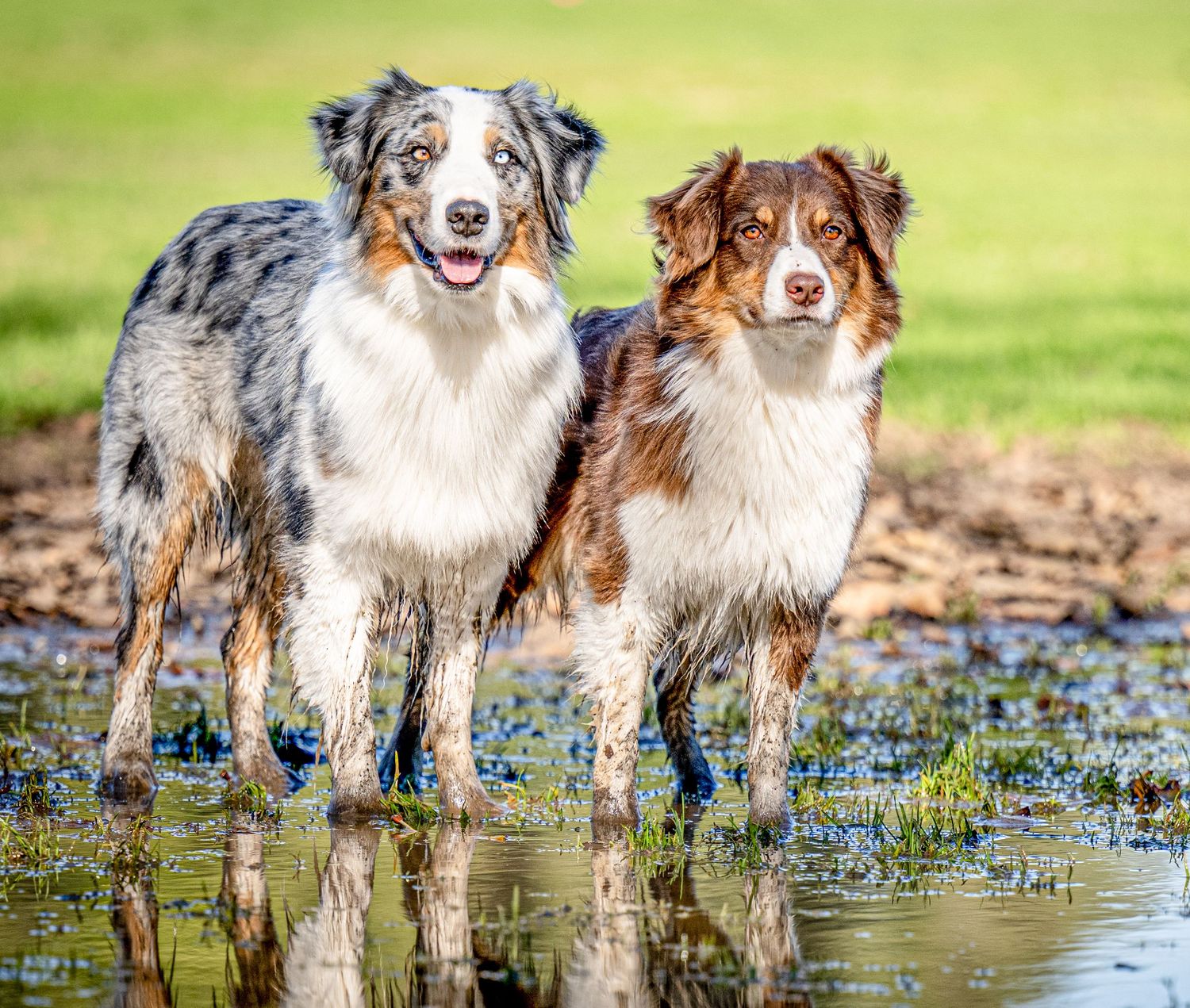 Two Australian Shepherd dogs standing in shallow water with reflections on a sunny day.