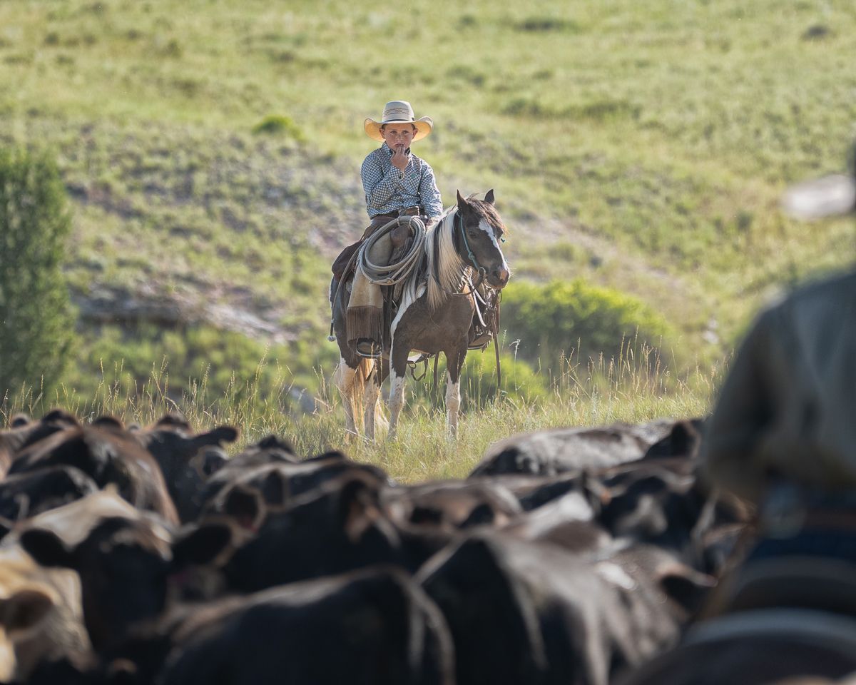 A cowboy on horseback herds black cattle across a green pasture in a classic ranch scene.