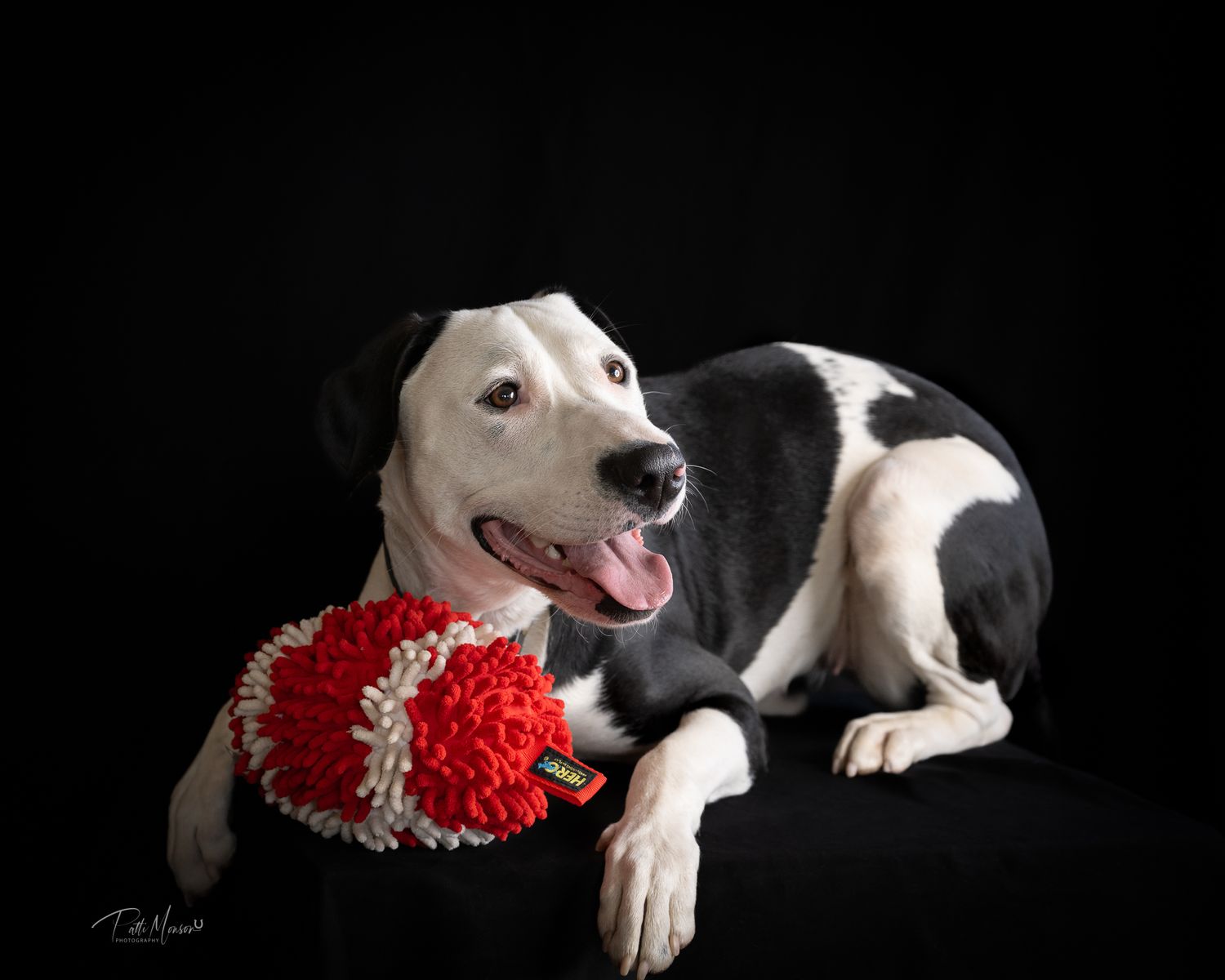 Happy black and white mixed breed dog holding a red and white toy against a dark background.