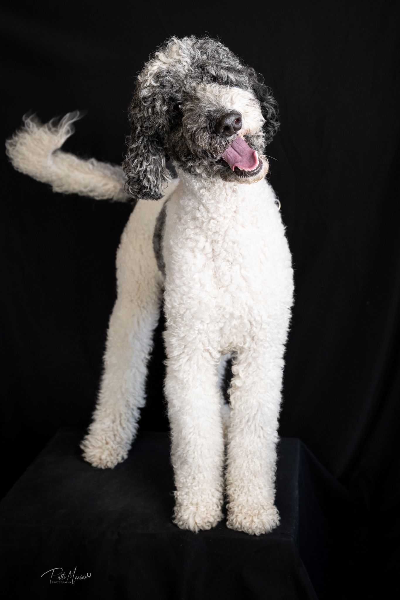 Fluffy white and gray Sheepadoodle standing tall with tongue out against a black studio background.