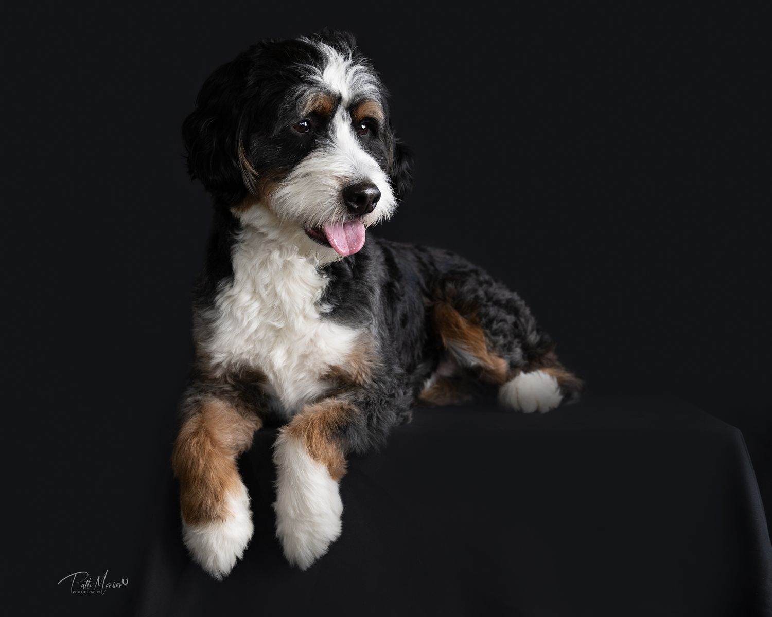 Adorable Bernedoodle puppy with black, white, and tan fur posing against a dark studio background.
