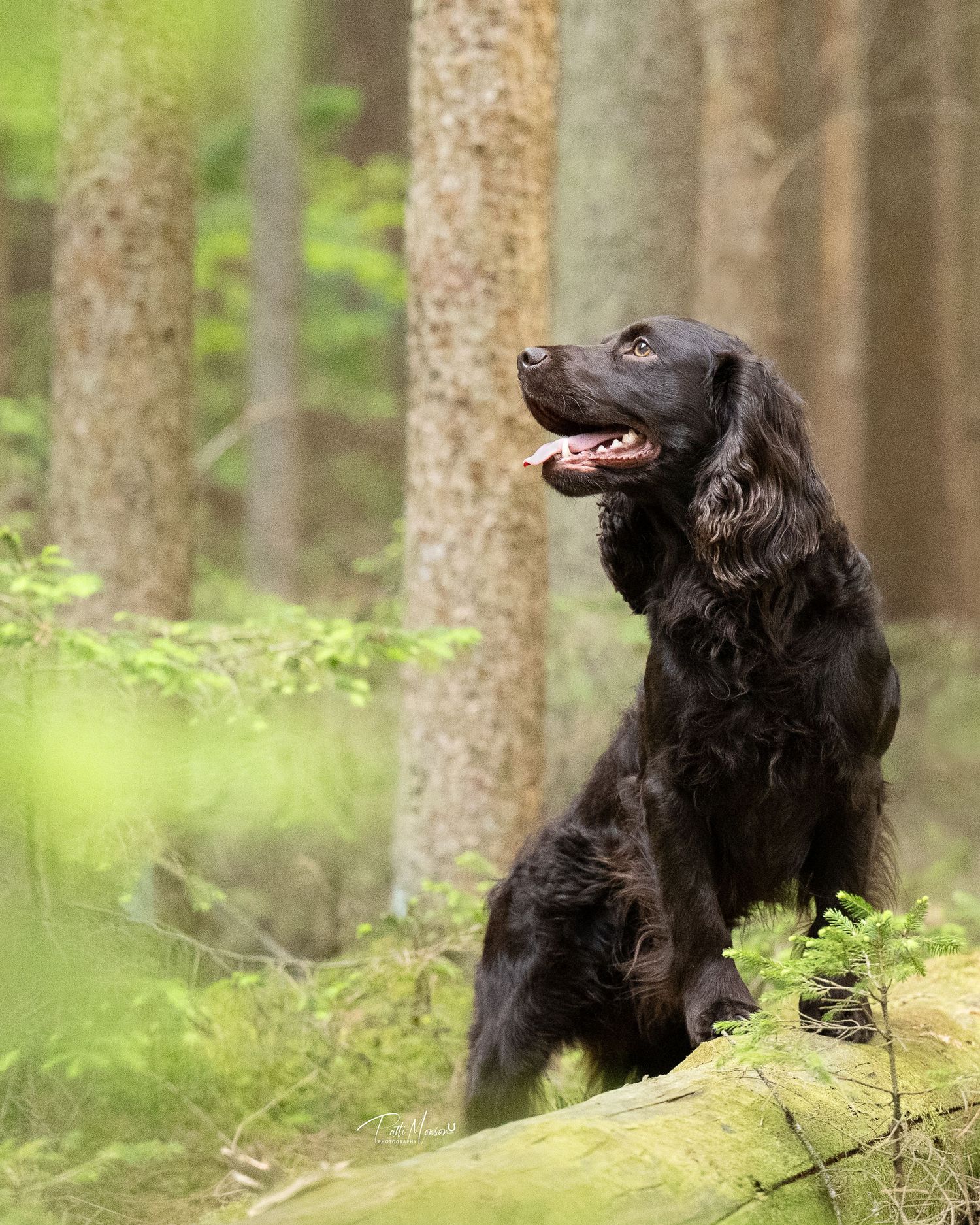 A black Cocker Spaniel sits on a mossy log in a lush green forest, looking upward with mouth open.