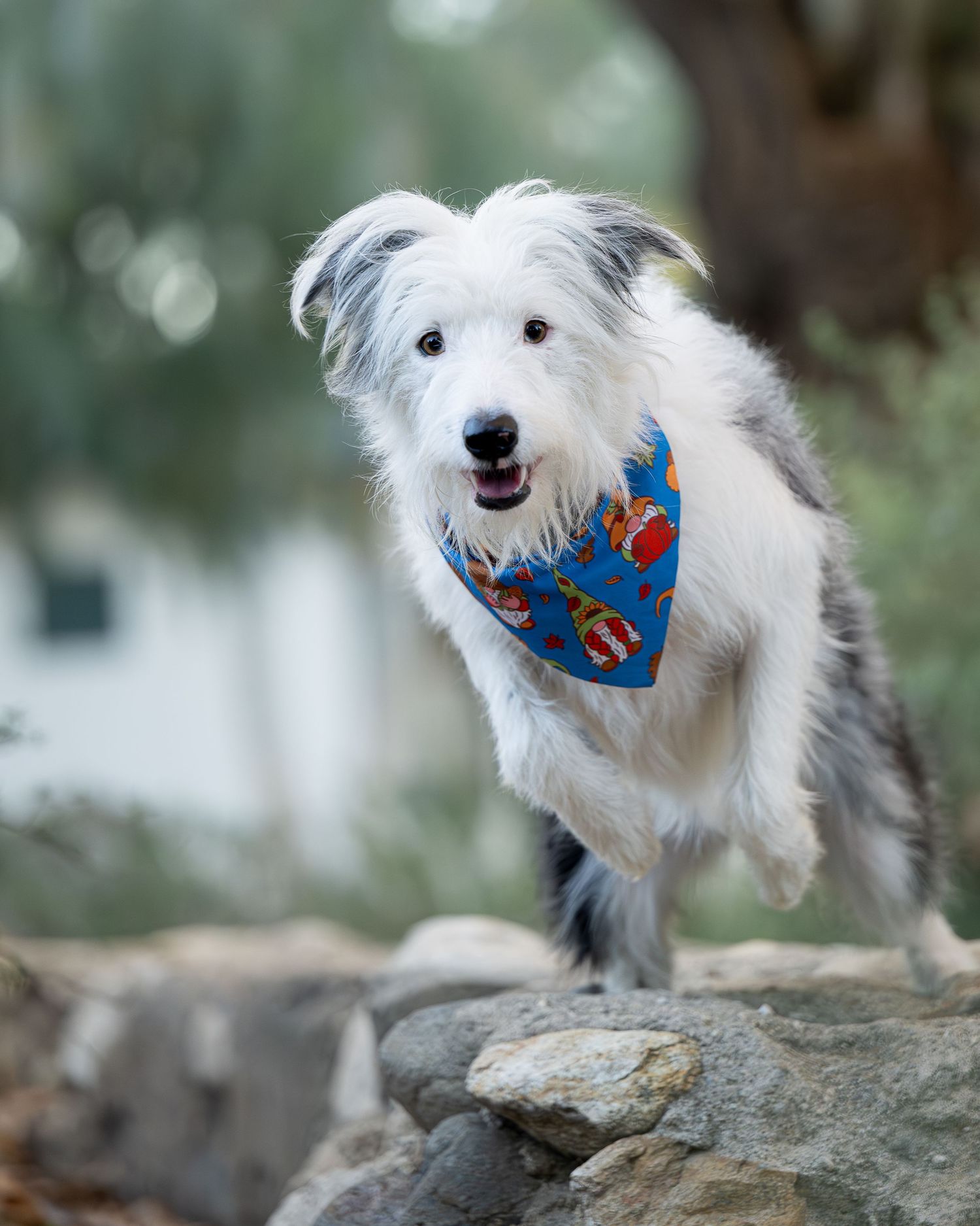 Energetic white and gray dog wearing a blue bandana leaping over rocks in an outdoor setting.