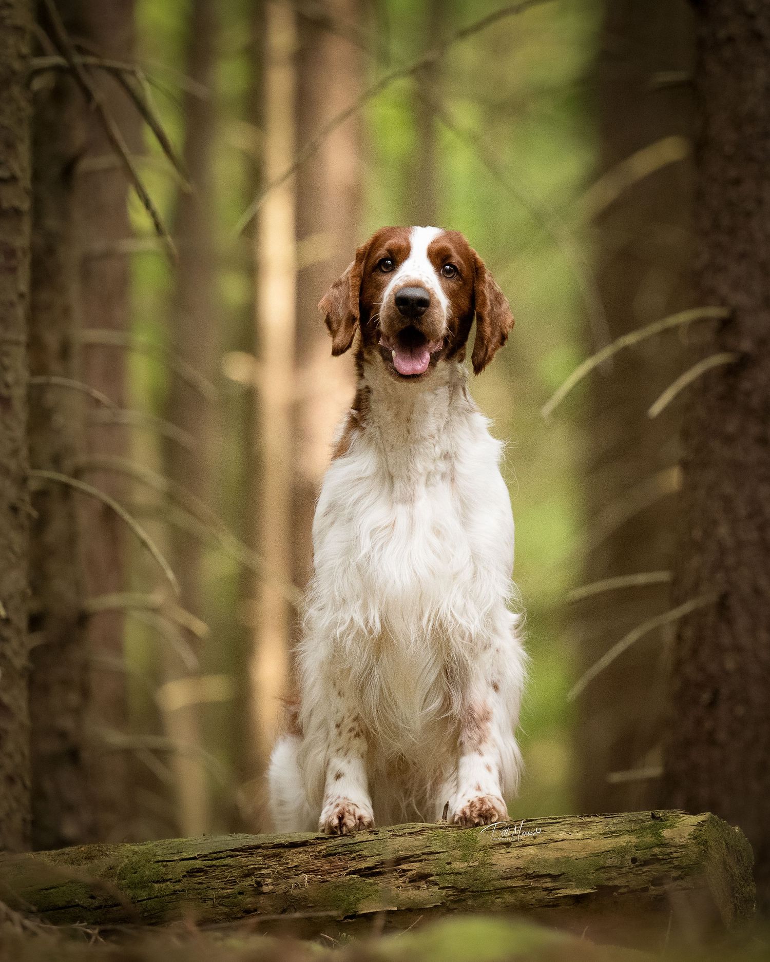 A happy Irish Red and White Setter dog sits on a mossy log in a forest, tongue out, with tall trees in the background.