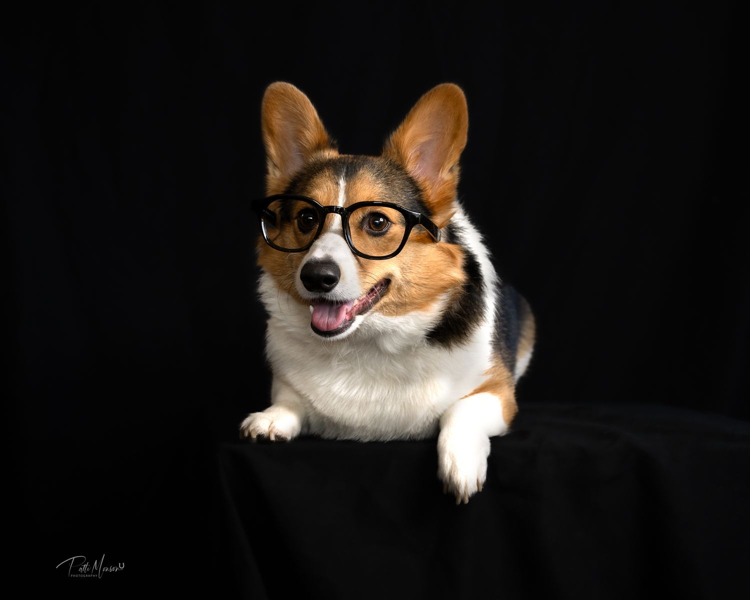 Cute Corgi dog wearing round black glasses posing playfully against a dark studio background.