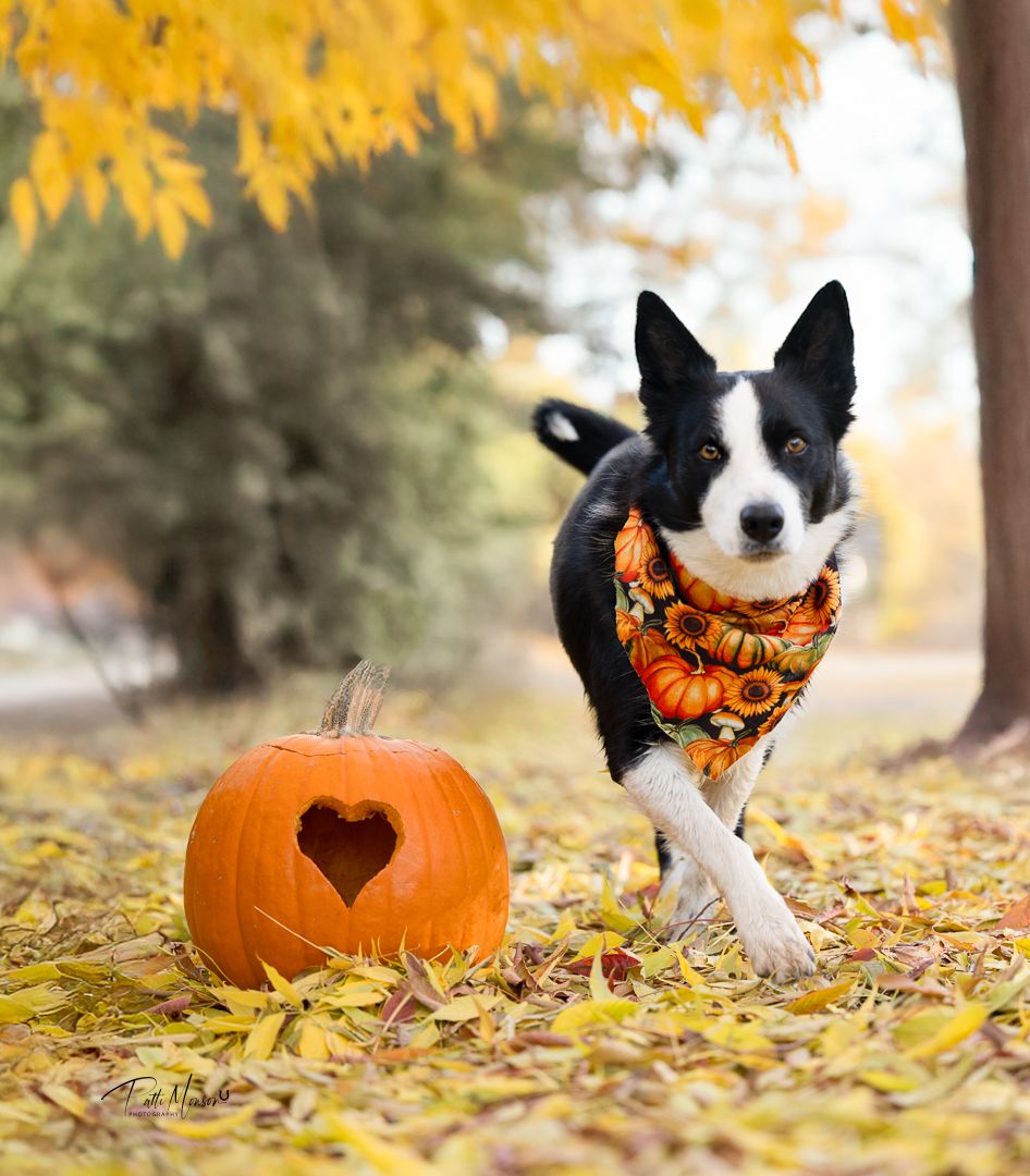 Black and white Border Collie wearing an orange pumpkin bandana runs beside a carved heart pumpkin on fall leaves.