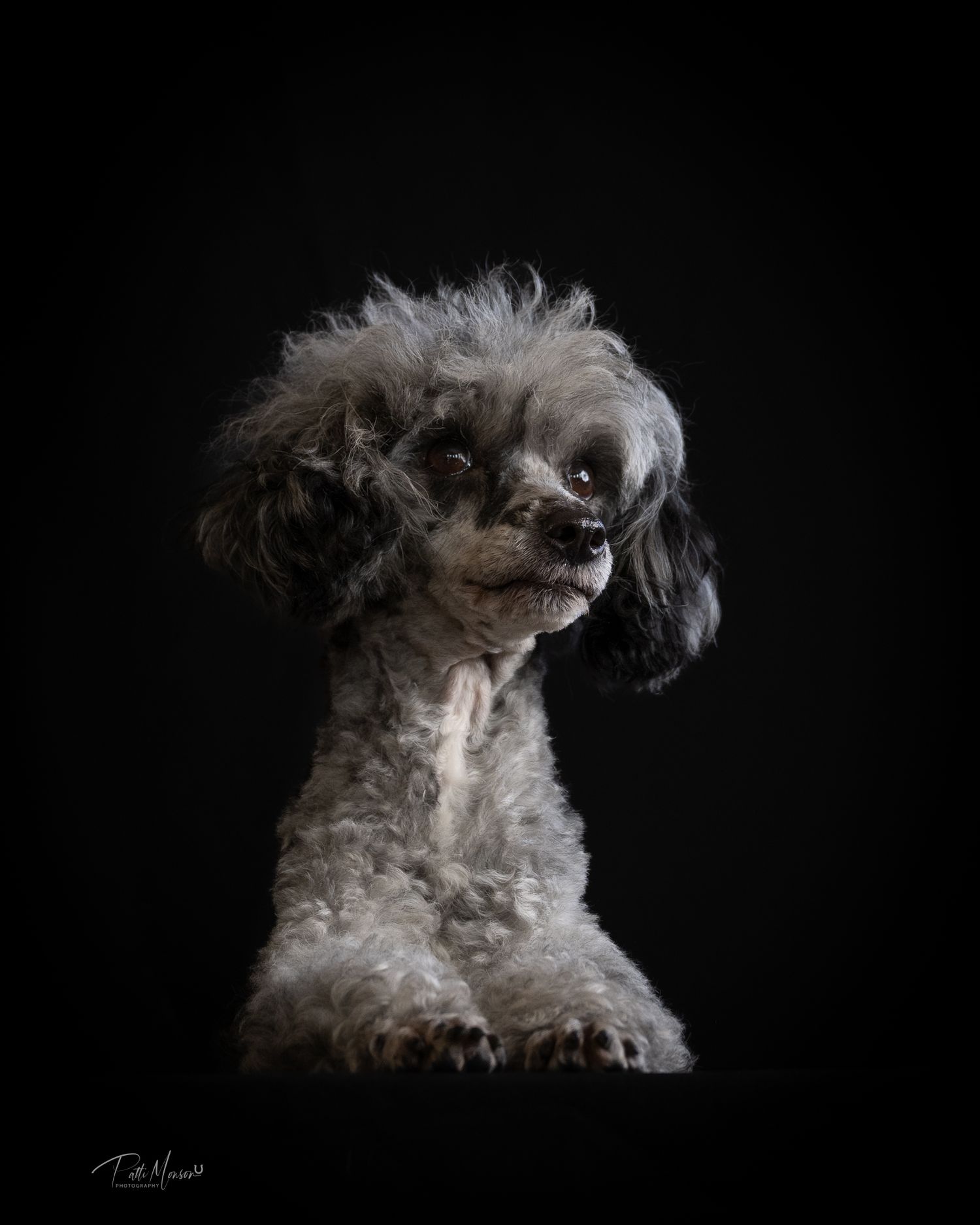 Studio portrait of a fluffy gray and black poodle mix dog posed against a dark background.